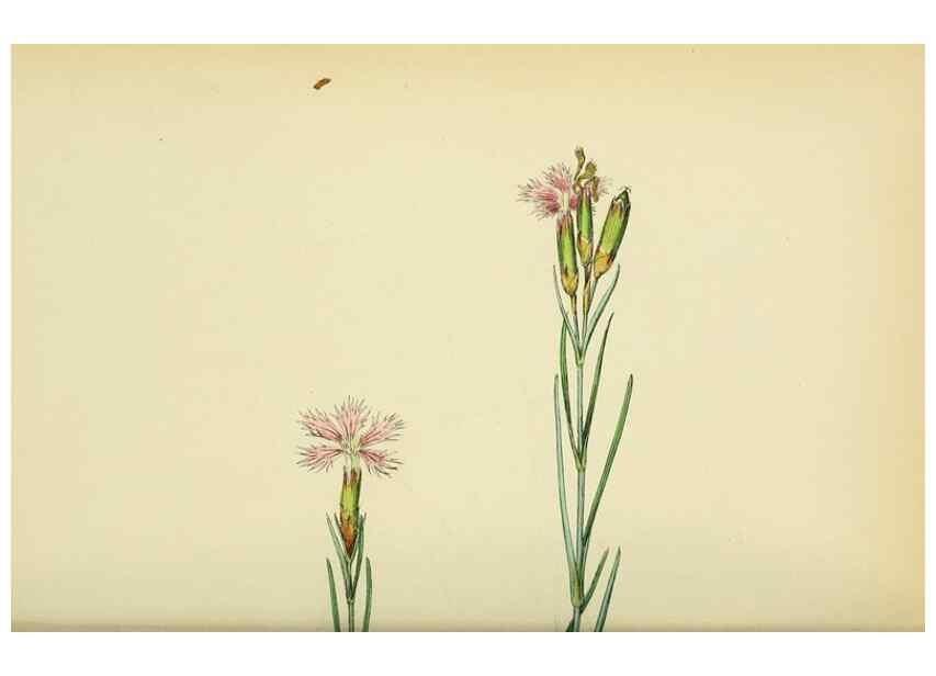 Reproducción/Reproduction 48754884748: English botany, or, Coloured figures of British plants /. London :R. Hardwicke,1863-1886.. 