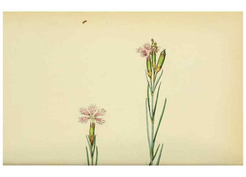 Reproducción/Reproduction 48754884748: English botany, or, Coloured figures of British plants /. London :R. Hardwicke,1863-1886.. 