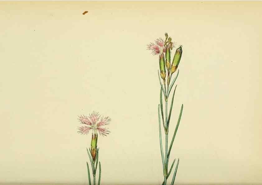 Reproducción/Reproduction 48754884748: English botany, or, Coloured figures of British plants /. London :R. Hardwicke,1863-1886.. 