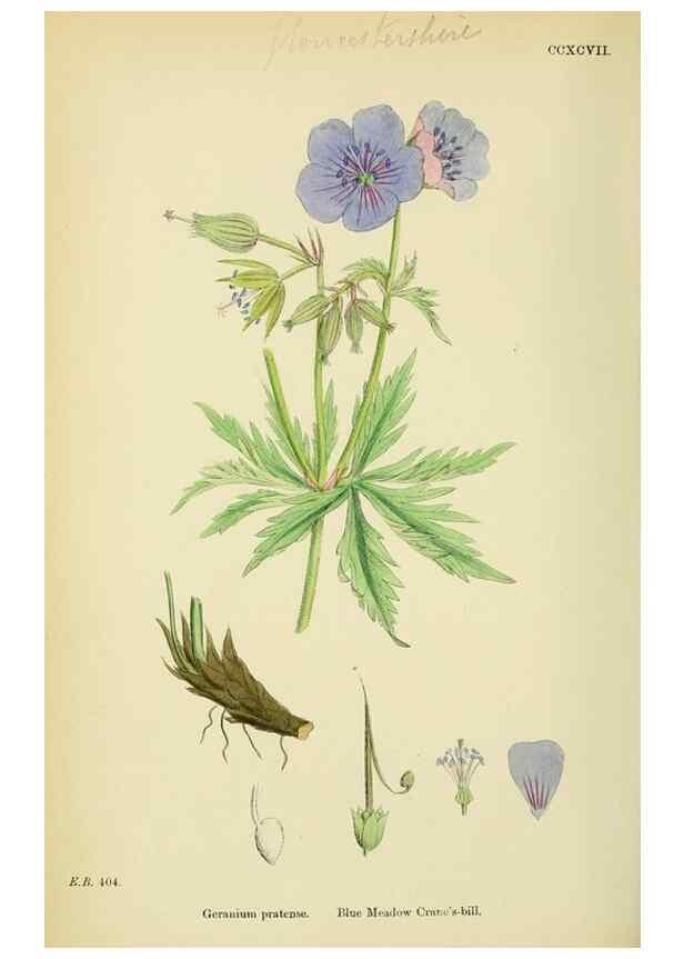 Reproducción/Reproduction 48755267141: English botany, or, Coloured figures of British plants /. London :R. Hardwicke,1863-1886.. 