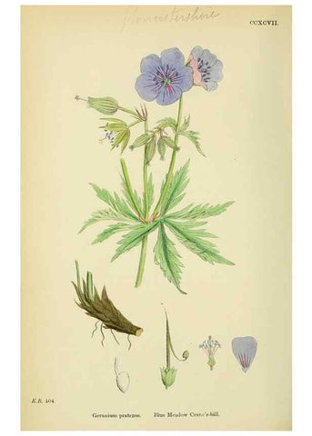 Reproducción/Reproduction 48755267141: English botany, or, Coloured figures of British plants /. London :R. Hardwicke,1863-1886.. 