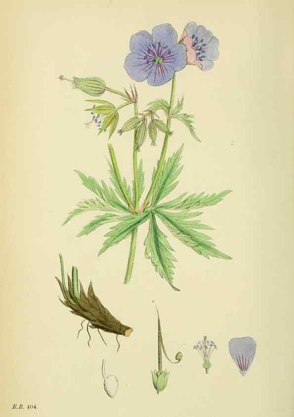 Reproducción/Reproduction 48755267141: English botany, or, Coloured figures of British plants /. London :R. Hardwicke,1863-1886.. 