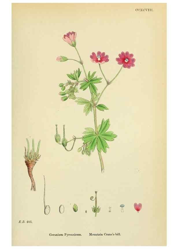 Reproducción/Reproduction 48755267451: English botany, or, Coloured figures of British plants /. London :R. Hardwicke,1863-1886.. 