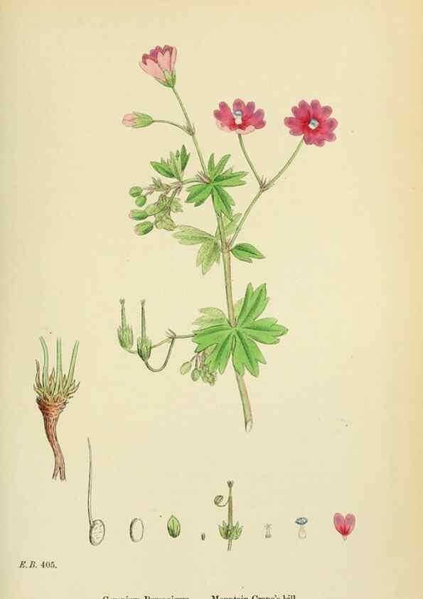 Reproducción/Reproduction 48755267451: English botany, or, Coloured figures of British plants /. London :R. Hardwicke,1863-1886.. 