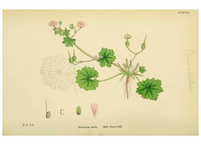Reproducción/Reproduction 48754946923: English botany, or, Coloured figures of British plants /. London :R. Hardwicke,1863-1886.. 
