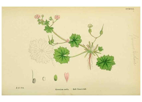 Reproducción/Reproduction 48754946923: English botany, or, Coloured figures of British plants /. London :R. Hardwicke,1863-1886.. 