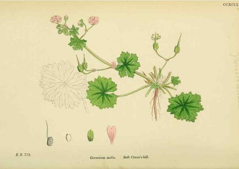 Reproducción/Reproduction 48754946923: English botany, or, Coloured figures of British plants /. London :R. Hardwicke,1863-1886.. 