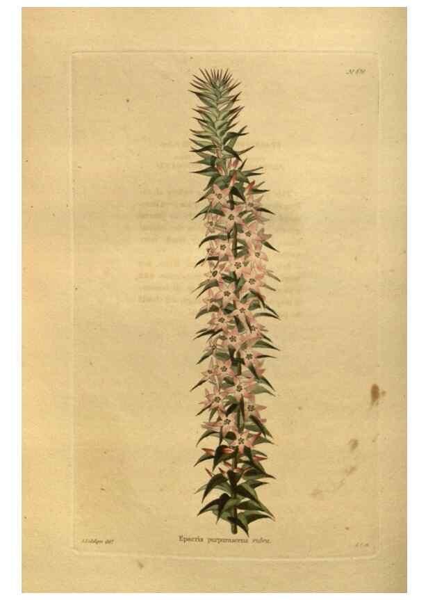 Reproducción/Reproduction 48755616192: The botanical cabinet. London :John & Arthur Arch ...,1817-1833.. 
