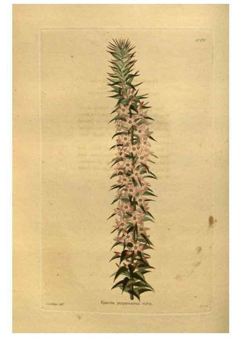 Reproducción/Reproduction 48755616192: The botanical cabinet. London :John & Arthur Arch ...,1817-1833.. 