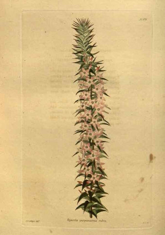 Reproducción/Reproduction 48755616192: The botanical cabinet. London :John & Arthur Arch ...,1817-1833.. 