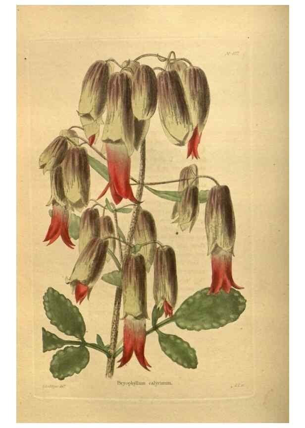 Reproducción/Reproduction 48755616677: The botanical cabinet. London :John & Arthur Arch ...,1817-1833.. 