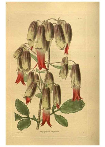 Reproducción/Reproduction 48755616677: The botanical cabinet. London :John & Arthur Arch ...,1817-1833.. 