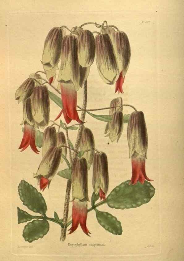 Reproducción/Reproduction 48755616677: The botanical cabinet. London :John & Arthur Arch ...,1817-1833.. 