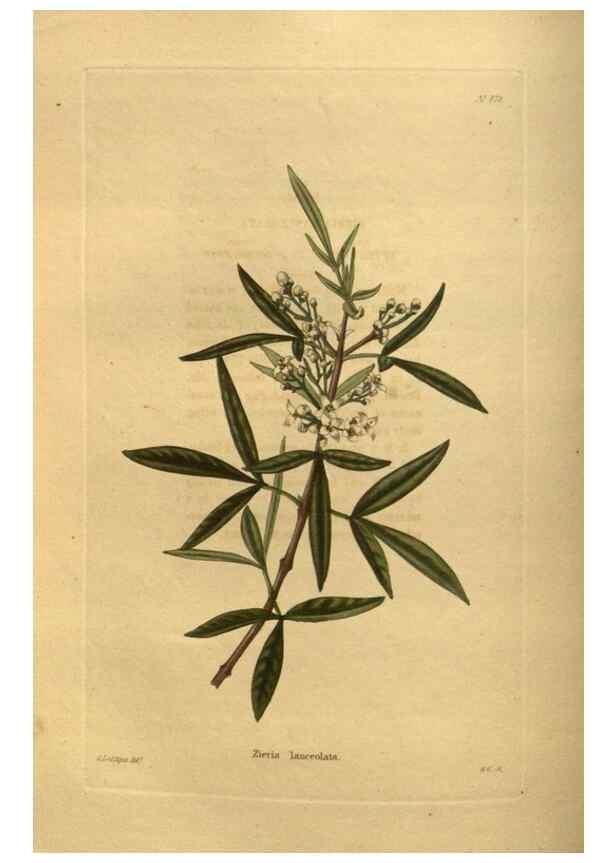 Reproducción/Reproduction 48755617067: The botanical cabinet. London :John & Arthur Arch ...,1817-1833.. 