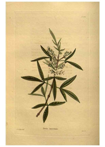 Reproducción/Reproduction 48755617067: The botanical cabinet. London :John & Arthur Arch ...,1817-1833.. 