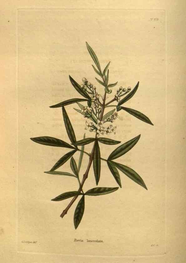 Reproducción/Reproduction 48755617067: The botanical cabinet. London :John & Arthur Arch ...,1817-1833.. 