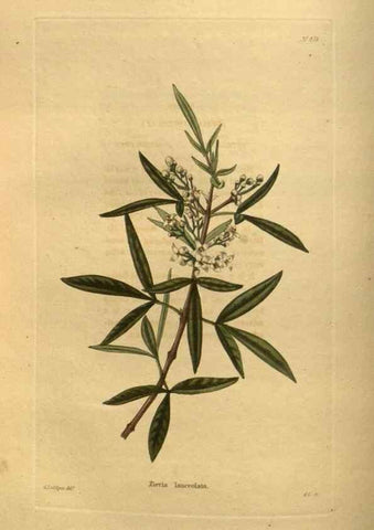 Reproducción/Reproduction 48755617067: The botanical cabinet. London :John & Arthur Arch ...,1817-1833.. 