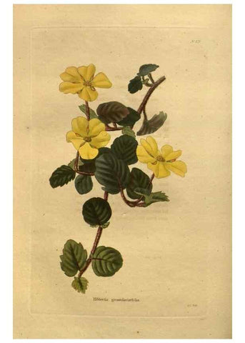 Reproducción/Reproduction 48755421916: The botanical cabinet. London :John & Arthur Arch ...,1817-1833.. 