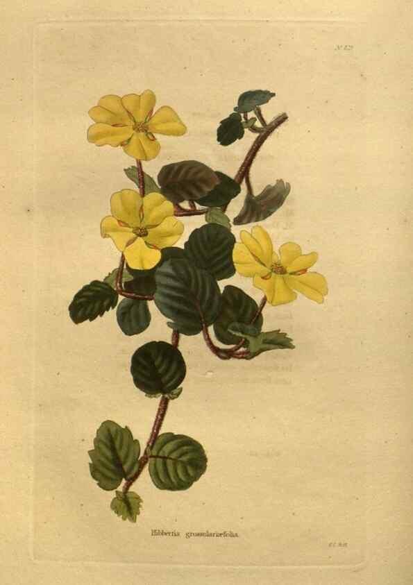 Reproducción/Reproduction 48755421916: The botanical cabinet. London :John & Arthur Arch ...,1817-1833.. 