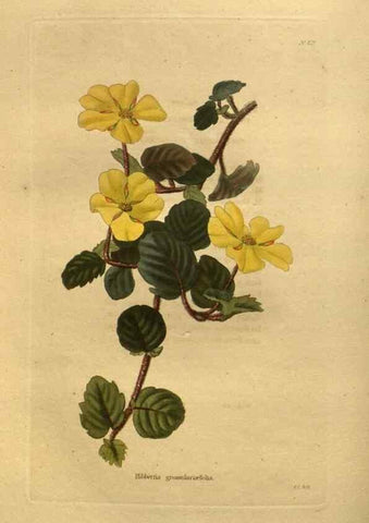 Reproducción/Reproduction 48755421916: The botanical cabinet. London :John & Arthur Arch ...,1817-1833.. 