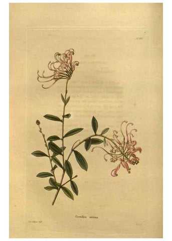 Reproducción/Reproduction 48755422321: The botanical cabinet. London :John & Arthur Arch ...,1817-1833.. 