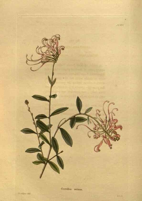 Reproducción/Reproduction 48755422321: The botanical cabinet. London :John & Arthur Arch ...,1817-1833.. 