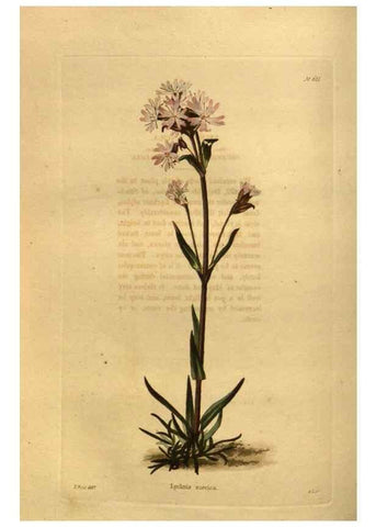 Reproducción/Reproduction 48755422721: The botanical cabinet. London :John & Arthur Arch ...,1817-1833.. 