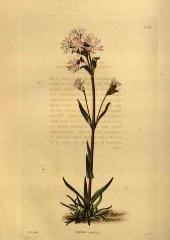Reproducción/Reproduction 48755422721: The botanical cabinet. London :John & Arthur Arch ...,1817-1833.. 