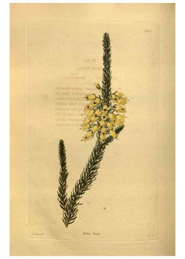 Reproducción/Reproduction 48755618692: The botanical cabinet. London :John & Arthur Arch ...,1817-1833.. 