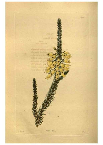 Reproducción/Reproduction 48755618692: The botanical cabinet. London :John & Arthur Arch ...,1817-1833.. 