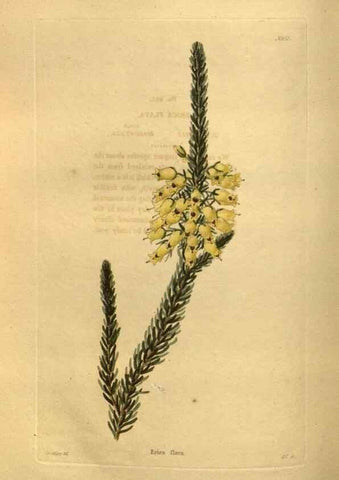 Reproducción/Reproduction 48755618692: The botanical cabinet. London :John & Arthur Arch ...,1817-1833.. 
