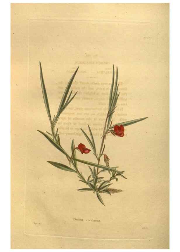 Reproducción/Reproduction 48755423491: The botanical cabinet. London :John & Arthur Arch ...,1817-1833.. 