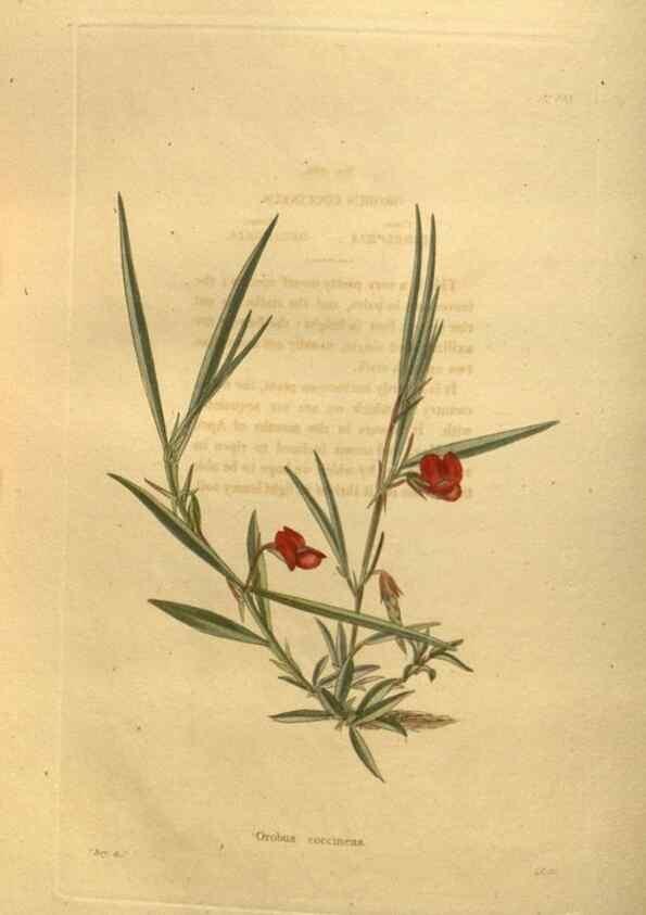 Reproducción/Reproduction 48755423491: The botanical cabinet. London :John & Arthur Arch ...,1817-1833.. 