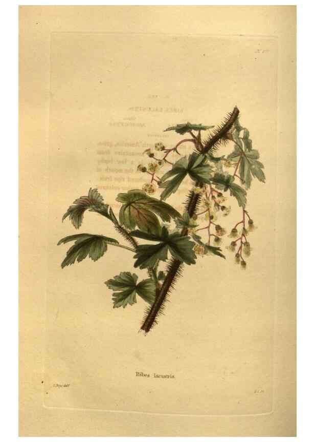 Reproducción/Reproduction 48755619737: The botanical cabinet. London :John & Arthur Arch ...,1817-1833.. 