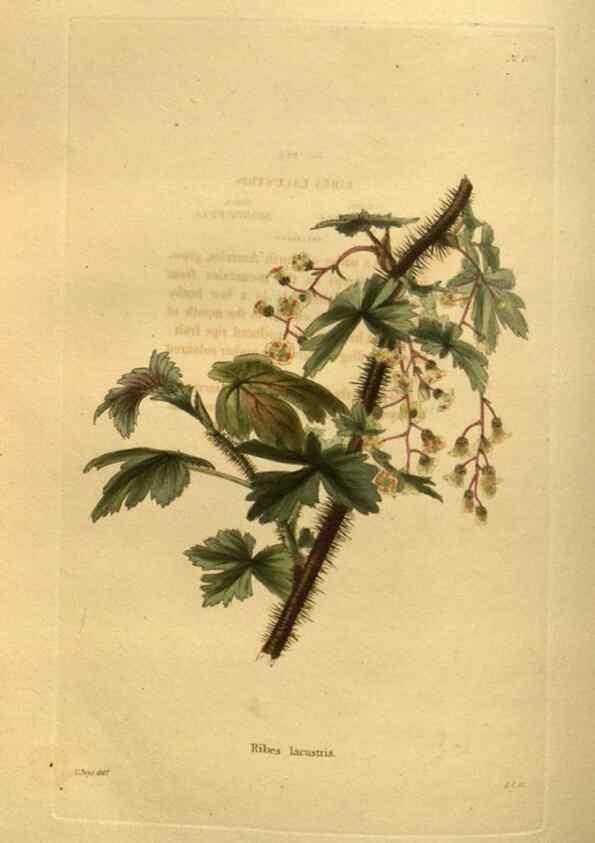 Reproducción/Reproduction 48755619737: The botanical cabinet. London :John & Arthur Arch ...,1817-1833.. 