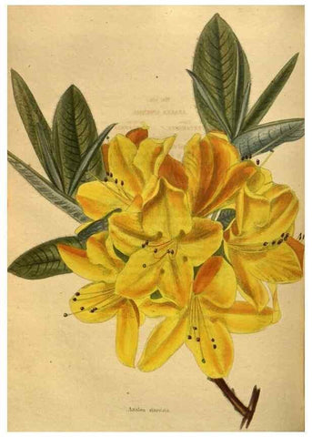 Reproducción/Reproduction 48755104153: The botanical cabinet. London :John & Arthur Arch ...,1817-1833.. 