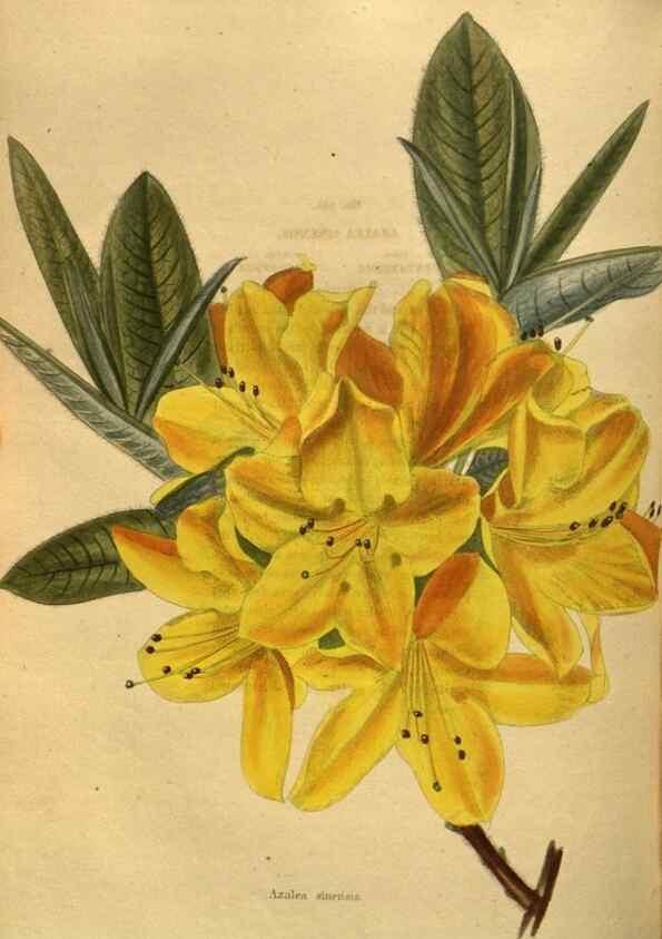 Reproducción/Reproduction 48755104153: The botanical cabinet. London :John & Arthur Arch ...,1817-1833.. 