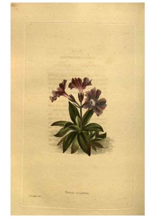 Reproducción/Reproduction 48755424786: The botanical cabinet. London :John & Arthur Arch ...,1817-1833.. 