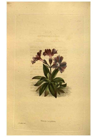 Reproducción/Reproduction 48755424786: The botanical cabinet. London :John & Arthur Arch ...,1817-1833.. 