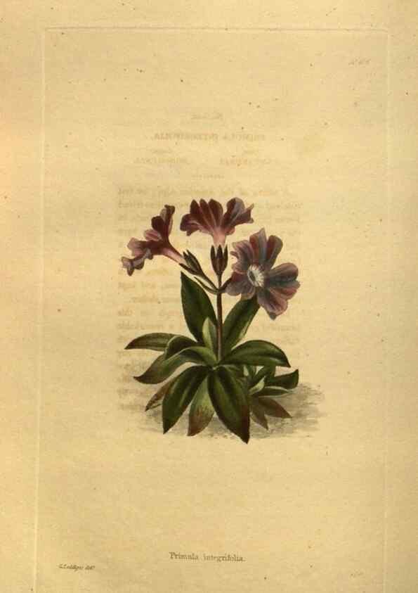 Reproducción/Reproduction 48755424786: The botanical cabinet. London :John & Arthur Arch ...,1817-1833.. 