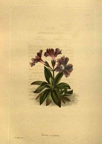 Reproducción/Reproduction 48755424786: The botanical cabinet. London :John & Arthur Arch ...,1817-1833.. 