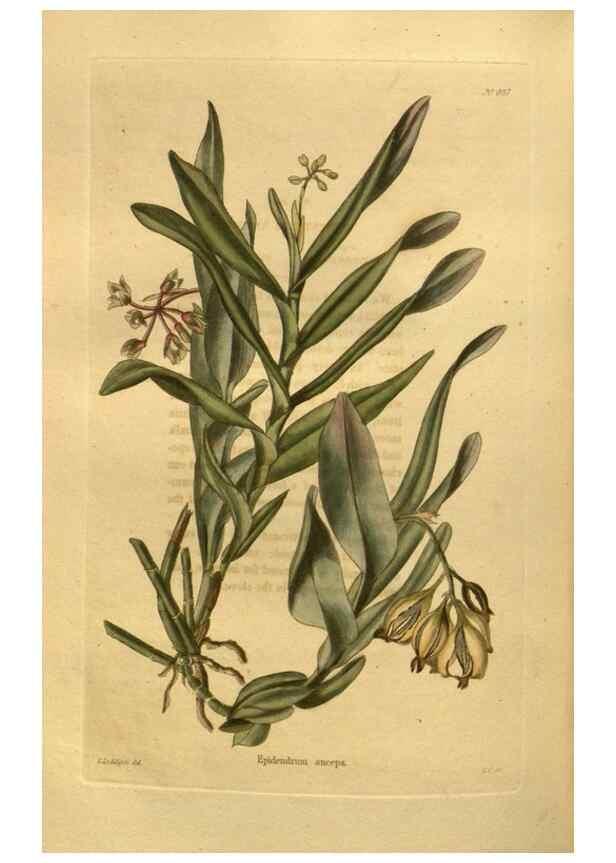 Reproducción/Reproduction 48755620992: The botanical cabinet. London :John & Arthur Arch ...,1817-1833.. 