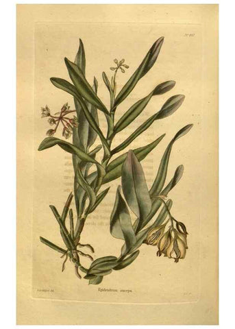 Reproducción/Reproduction 48755620992: The botanical cabinet. London :John & Arthur Arch ...,1817-1833.. 