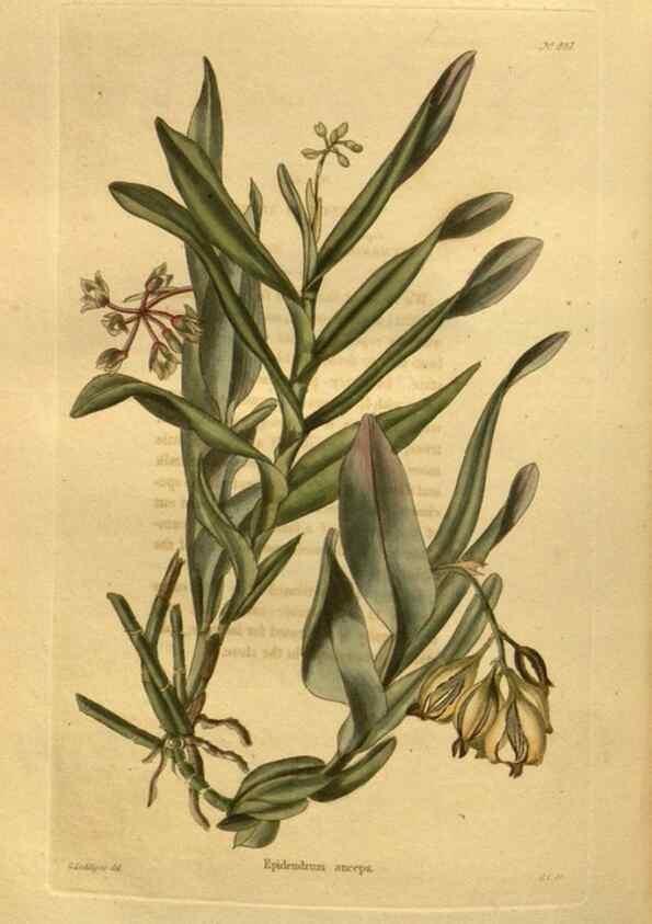 Reproducción/Reproduction 48755620992: The botanical cabinet. London :John & Arthur Arch ...,1817-1833.. 