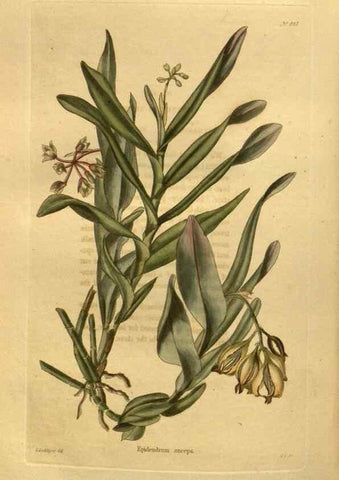 Reproducción/Reproduction 48755620992: The botanical cabinet. London :John & Arthur Arch ...,1817-1833.. 