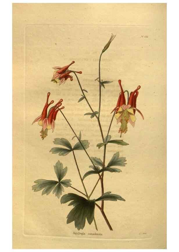 Reproducción/Reproduction 48755425626: The botanical cabinet. London :John & Arthur Arch ...,1817-1833.. 