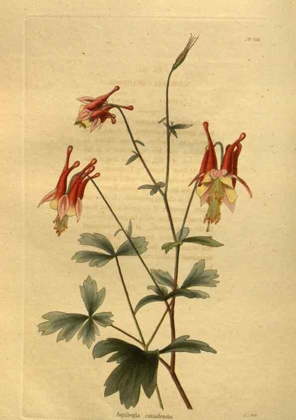 Reproducción/Reproduction 48755425626: The botanical cabinet. London :John & Arthur Arch ...,1817-1833.. 