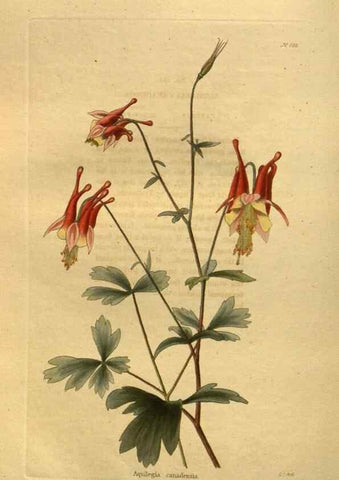 Reproducción/Reproduction 48755425626: The botanical cabinet. London :John & Arthur Arch ...,1817-1833.. 