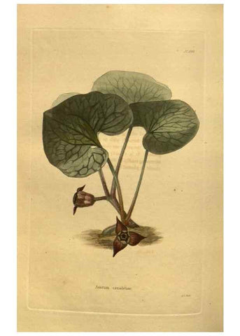 Reproducción/Reproduction 48755426001: The botanical cabinet. London :John & Arthur Arch ...,1817-1833.. 