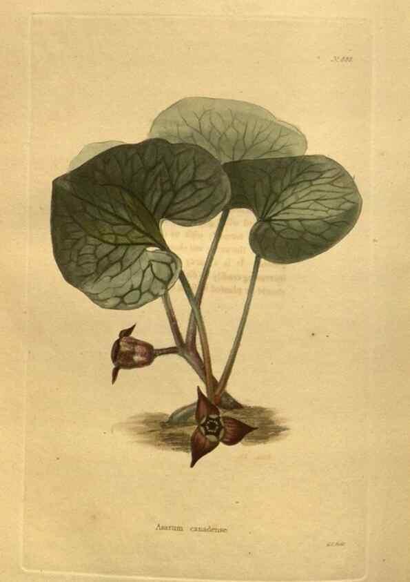 Reproducción/Reproduction 48755426001: The botanical cabinet. London :John & Arthur Arch ...,1817-1833.. 